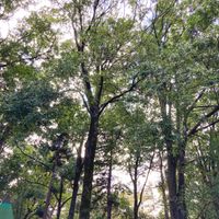 CAMPiii（キャンピー） 平凡なサラリーマンのキャンプの記録