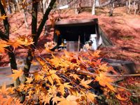 CAMPiii（キャンピー） キャンプをする鯖