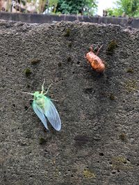 CAMPiii（キャンピー） 駆け出しのキャンパー