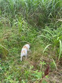 CAMPiii（キャンピー） waruino