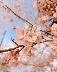 CAMPiii（キャンピー） Oniyome