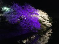 CAMPiii（キャンピー） KY