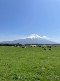 CAMPiii（キャンピー） まんじゅう