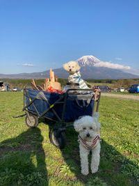 CAMPiii（キャンピー） hideぽょ