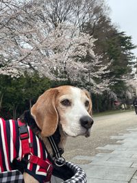 CAMPiii（キャンピー） ヤスヒロ