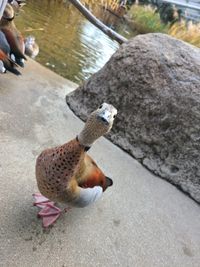 CAMPiii（キャンピー） せいちゃんのお母さん