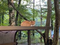 CAMPiii（キャンピー） いぬ（猫派）