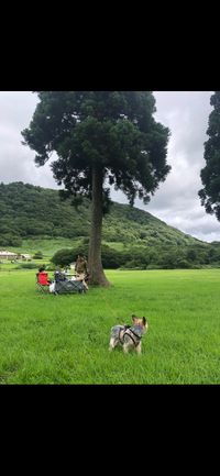 CAMPiii（キャンピー） nangoku 