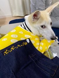 CAMPiii（キャンピー） ボンボン