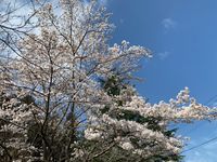 CAMPiii（キャンピー） 野良酔おじさん
