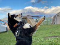 CAMPiii(キャンピー) OYAKATA