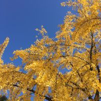 CAMPiii（キャンピー） 近藤武志（くみちょう）