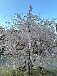 CAMPiii（キャンピー） くろぶた