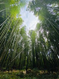 CAMPiii（キャンピー） アップル