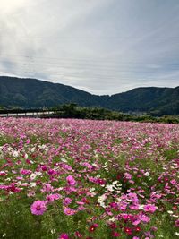 CAMPiii（キャンピー） ちっち