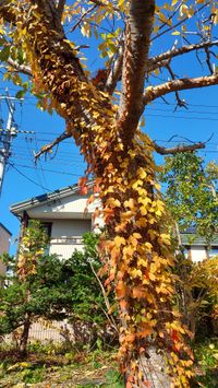 CAMPiii（キャンピー） habao3