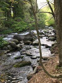 CAMPiii（キャンピー） タケ