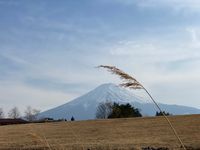 CAMPiii（キャンピー） みるくのパパ