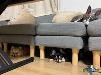 CAMPiii（キャンピー） ちわ