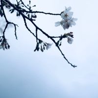 CAMPiii（キャンピー） まゆ
