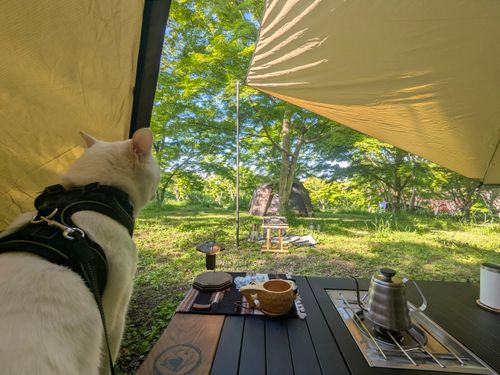 特に何もないんだけど、まったりデュオで猫の写真を撮ってきたよ ANOTHAPLACE ソロキャンプ グループキャンプ オートサイト 区画サイト ちあさんのキャンプブログ CAMPiii（キャンピー） -キャンプ専用SNS キャンプのすべてがここに集まる-