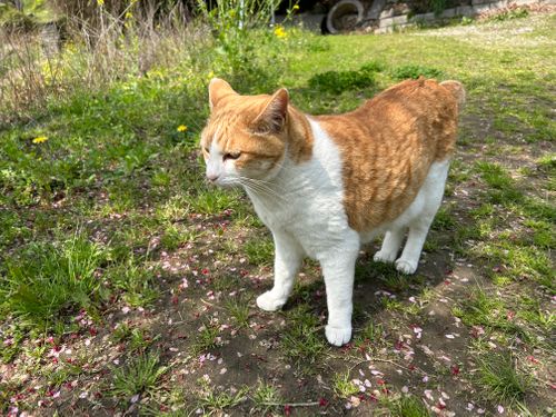 CAMPiii(キャンピー) KOBApapaさんのキャンプブログ 春うらら。千葉にゃんこ王国(^^) 花はなの里