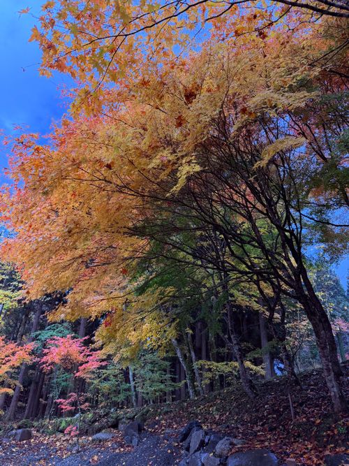 紅葉の山伏グルキャン 山伏オートキャンプ場 グループキャンプ 区画サイト atelierさんのキャンプブログ CAMPiii（キャンピー） -キャンプ専用SNS キャンプのすべてがここに集まる-