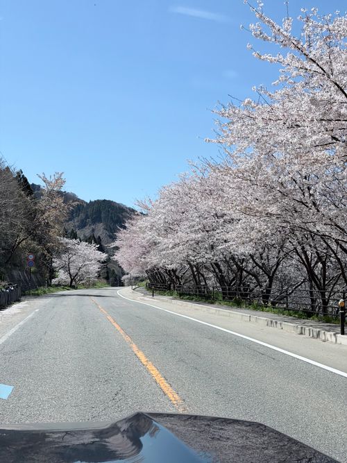 桜満開 can feel camp Camping Spot Hamano ソロキャンプ フリーサイト atelierさんのキャンプブログ CAMPiii（キャンピー） -キャンプ専用SNS キャンプのすべてがここに集まる-