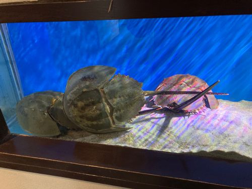 🌴またまた瀬戸内のハワイ🌴 陸奥記念館 ファミリーキャンプ 区画サイト masaさんのキャンプブログ CAMPiii（キャンピー） -キャンプ専用SNS キャンプのすべてがここに集まる-