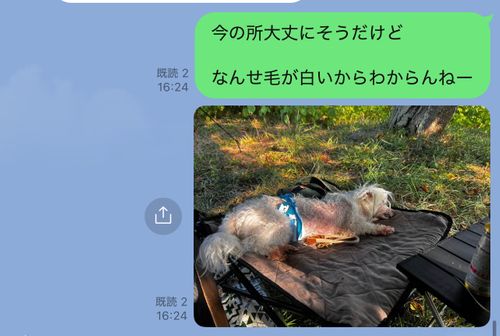 第80話 ちゃんと生きてるし、そこそこキャンプ行ってるけど、今はどっちかって言うとSUPがメインなっちゃってるのよね〜 神川ゆ~ゆ~ランド ソロキャンプ フリーサイト ちろ犬さんのキャンプブログ CAMPiii(キャンピー) -キャンプ専用SNS キャンプのすべてがここに集まる-