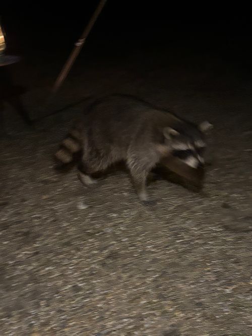 TOP画を『タヌキ』にしたら、メインがなくなるので『桜』にする！ くつわ池自然公園キャンプ場 ソロキャンプ フリーサイト とのさんのキャンプブログ CAMPiii（キャンピー） -キャンプ専用SNS キャンプのすべてがここに集まる-