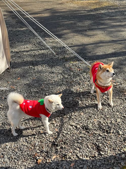 2025年の最後も年越キャンプ オートキャンプせせらぎ グループキャンプ ソロキャンプ 区画サイト xiongmaoさんのキャンプブログ CAMPiii（キャンピー） -キャンプ専用SNS キャンプのすべてがここに集まる-