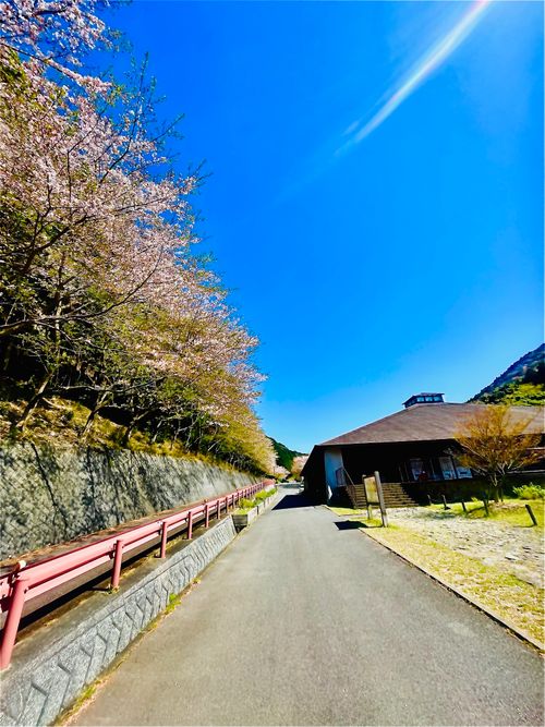 桜🌸を諦めきれないおばちゃんの付き添いおじおばうさキャン△ in 深坂自然の森キャンプ場 〜 CAMP NO.184 深坂自然の森キャンプ場 ファミリーキャンプ グループキャンプ 区画サイト おじキャン△さんのキャンプブログ CAMPiii（キャンピー） -キャンプ専用SNS キャンプのすべてがここに集まる-