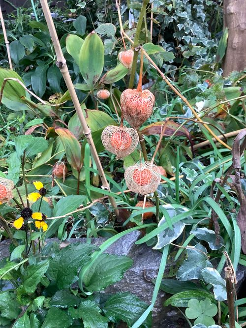 Vol.106 25/NO.25 坂戸にお肉焼きに行く‼️ 坂戸市 ソロキャンプ フリーサイト 🔥焚き火🔥さんのキャンプブログ CAMPiii(キャンピー) -キャンプ専用SNS キャンプのすべてがここに集まる-