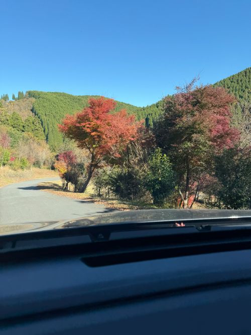 九州伊勢えびキャンプ🦞̥@紅葉観に行こーよ🍁 阿蘇レインボーバレー ファミリーキャンプ オートサイト ぐうたら夫婦さんのキャンプブログ CAMPiii（キャンピー） -キャンプ専用SNS キャンプのすべてがここに集まる-