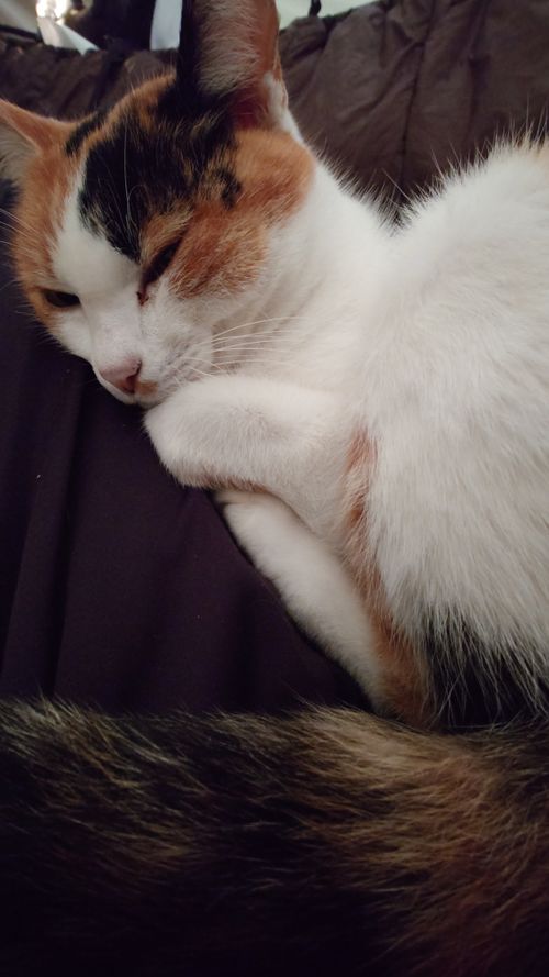 結果、ネコキャンプでした｜火打の森キャンプ場 火打の森キャンプ場 ソロキャンプ 区画サイト hare75さんのキャンプブログ CAMPiii（キャンピー） -キャンプ専用SNS キャンプのすべてがここに集まる-