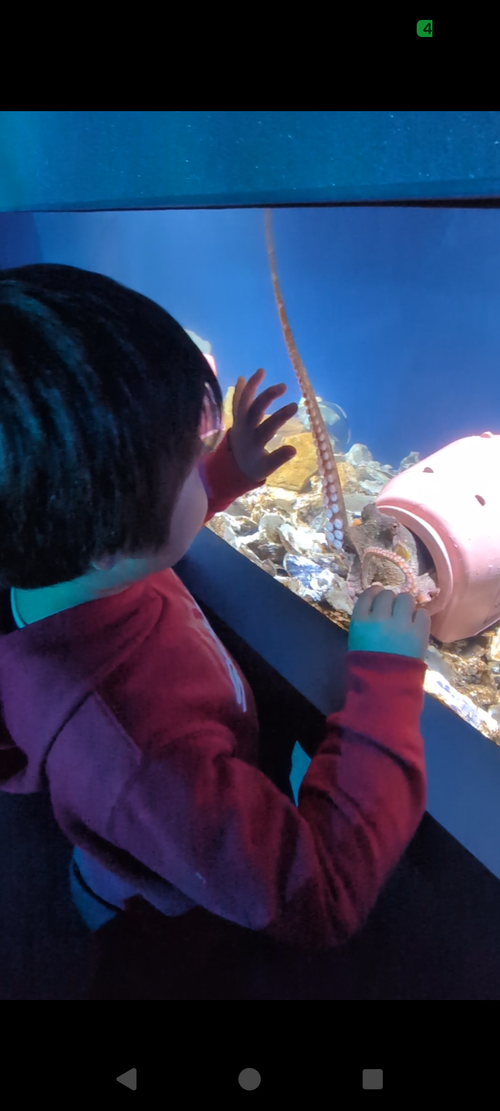 2025年締めキャンプ。ヤギと猫と魚と人生最高峰への決意。 ホシアカリ 波うち グループキャンプ 区画サイト NATSUさんのキャンプブログ CAMPiii（キャンピー） -キャンプ専用SNS キャンプのすべてがここに集まる-