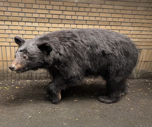 CAMPiii（キャンピー） ぞのさんさんのキャンプブログ 山と食欲と観光。 上高地森のリゾート小梨