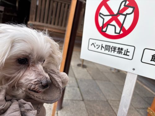 第92話　出雲は美味しい街だった！ 平田森林公園キャンプ場 ソロキャンプ フリーサイト ちろ犬さんのキャンプブログ CAMPiii（キャンピー） -キャンプ専用SNS キャンプのすべてがここに集まる-