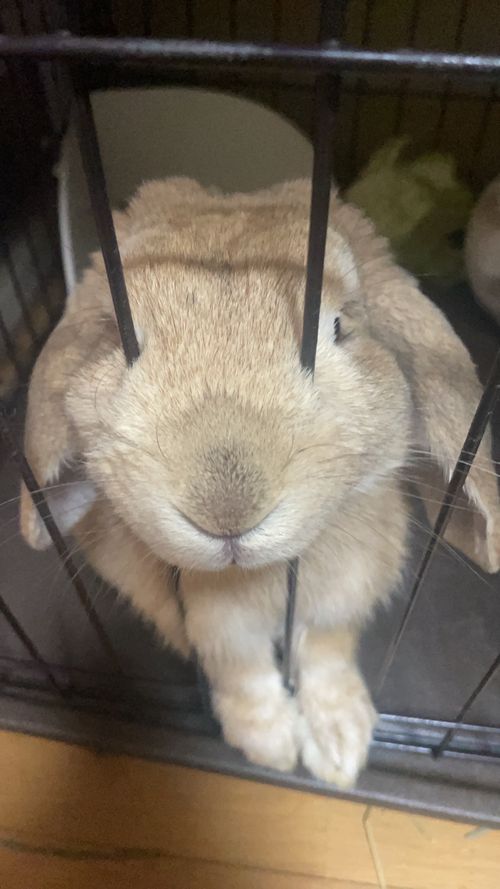 結局なぁ〜んも出来なかった悪天候おじおばうさキャン△ in 田万川キャンプ場 〜 CAMP NO.187 田万川キャンプ場 ファミリーキャンプ グループキャンプ フリーサイト おじキャン△さんのキャンプブログ CAMPiii（キャンピー） -キャンプ専用SNS キャンプのすべてがここに集まる-