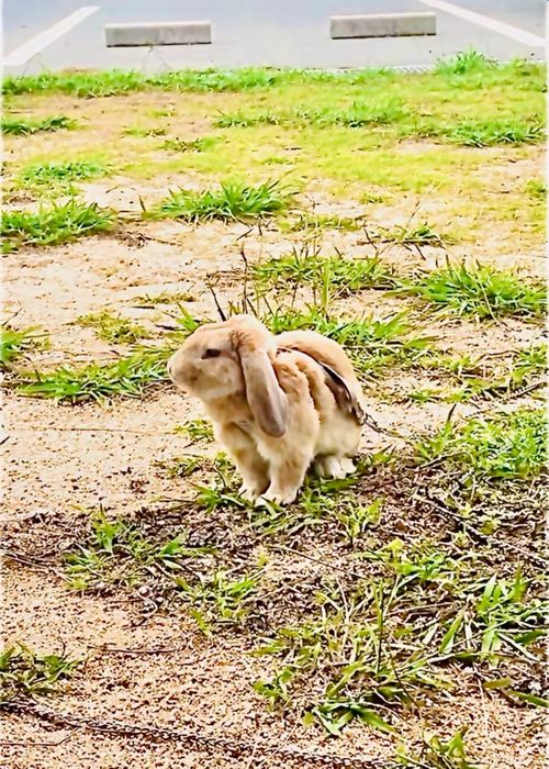 シルバーウィーク&hellip;楽しむはずだったおじ🐰キャン△ in 美濃ヶ浜海浜公園 〜 CAMP NO.214 美濃ケ浜海浜広場 ソロキャンプ ファミリーキャンプ フリーサイト おじキャン△さんのキャンプブログ CAMPiii（キャンピー） -キャンプ専用SNS キャンプのすべてがここに集まる-