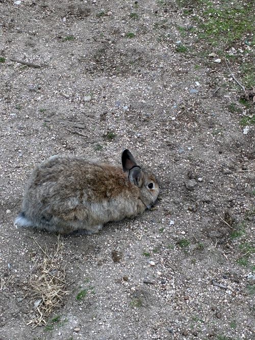 2025年17回目ラストは、うさぎキャン🐇 大久野島キャンプ場 ファミリーキャンプ 区画サイト わいげさんのキャンプブログ CAMPiii（キャンピー） -キャンプ専用SNS キャンプのすべてがここに集まる-