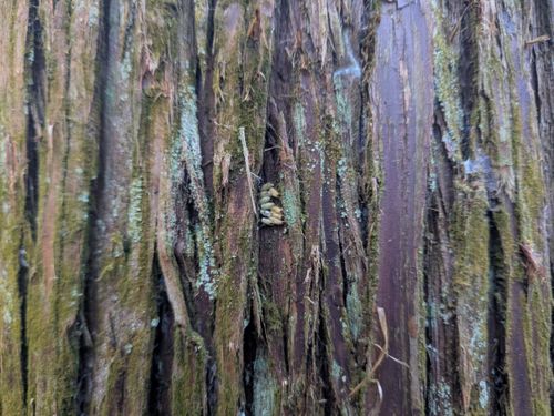 CAMPiii（キャンピー） ぞのさんさんのキャンプブログ 年末キャンプ🏕️ 大阪府