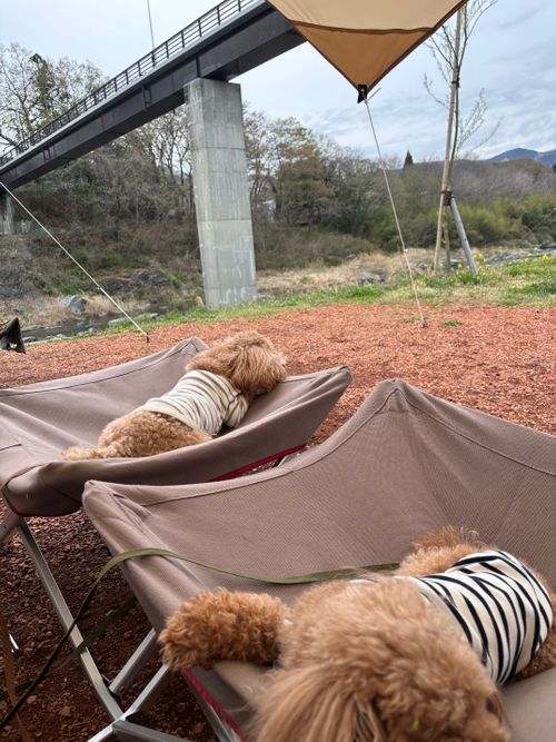 桜と菜の花と長瀞 長瀞オートキャンプ場 ファミリーキャンプ 区画サイト aozoraさんのキャンプブログ CAMPiii（キャンピー） -キャンプ専用SNS キャンプのすべてがここに集まる-