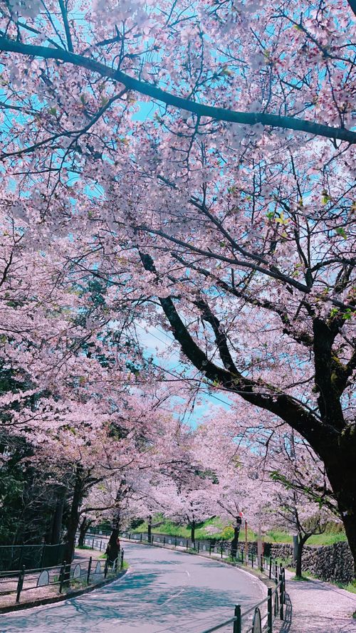 春のキャンプ🌸を振り返る 長瀞オートキャンプ場 ソロキャンプ 区画サイト kana_haruさんのキャンプブログ CAMPiii（キャンピー） -キャンプ専用SNS キャンプのすべてがここに集まる-