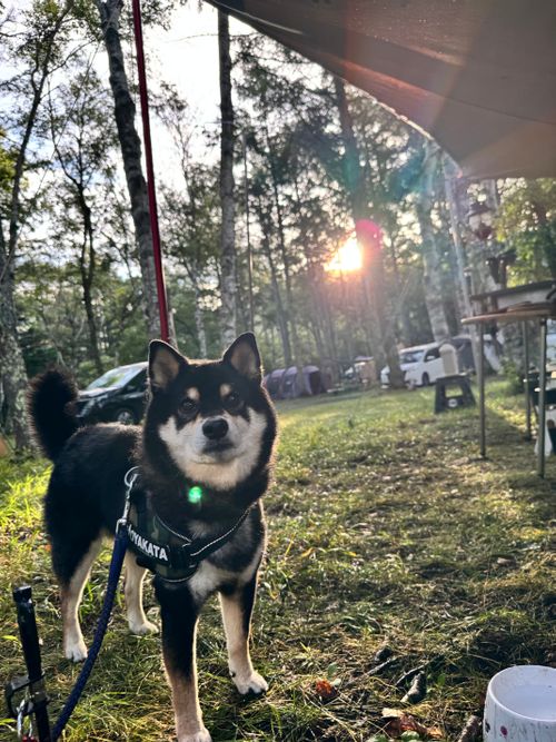先日キャンプから中2日でまた長野県キャンプ 姫木平ホワイトバーチキャンプフィールド グループキャンプ 区画サイト OYAKATAさんのキャンプブログ CAMPiii（キャンピー） -キャンプ専用SNS キャンプのすべてがここに集まる-