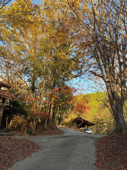 九州伊勢えびキャンプ🦞̥@紅葉観に行こーよ🍁 阿蘇レインボーバレー ファミリーキャンプ オートサイト ぐうたら夫婦さんのキャンプブログ CAMPiii（キャンピー） -キャンプ専用SNS キャンプのすべてがここに集まる-