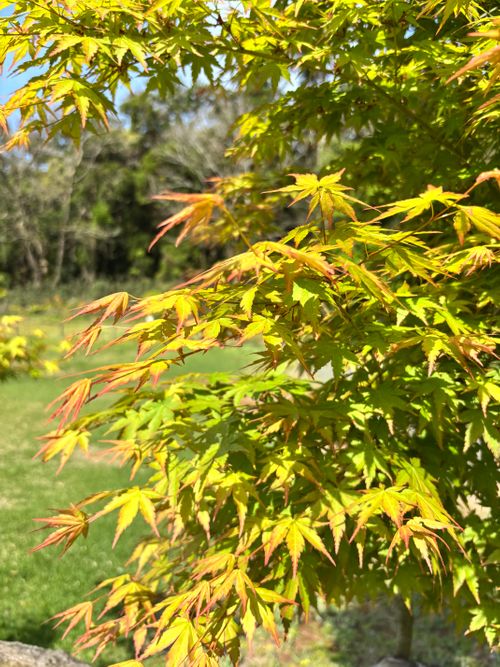 ただベーコンを炙ってみたかっただけのキャンプ 茨城県 ソロキャンプ 区画サイト ASAPさんのキャンプブログ CAMPiii（キャンピー） -キャンプ専用SNS キャンプのすべてがここに集まる-