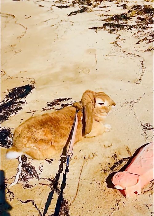 イライラした時は&hellip;やっぱり？リフレッシュおじうさキャン△ in 阿川ほうせんぐり海浜公園 〜 CAMP NO.177 阿川ほうせんぐり海浜公園 ソロキャンプ ファミリーキャンプ フリーサイト おじキャン△さんのキャンプブログ CAMPiii（キャンピー） -キャンプ専用SNS キャンプのすべてがここに集まる-