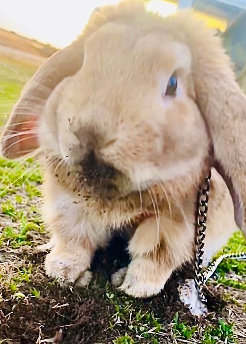 久しぶりのお手軽？おじうさキャン△ in ゆうゆう広場 〜 CAMP NO.171 ゆうゆう広場 ソロキャンプ ファミリーキャンプ グループキャンプ フリーサイト 区画サイト おじキャン△さんのキャンプブログ CAMPiii（キャンピー） -キャンプ専用SNS キャンプのすべてがここに集まる-